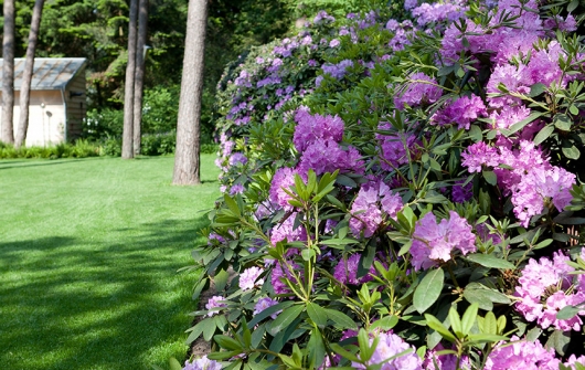 hoveniersbedrijf-g.weultjes-vaassen--tuinontwerp-aanleg-onderhoud--rhododendron-wolken-